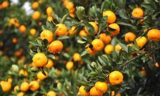 江西独有的美景美食 品味赣鄱风华，领略自然与人文的盛宴