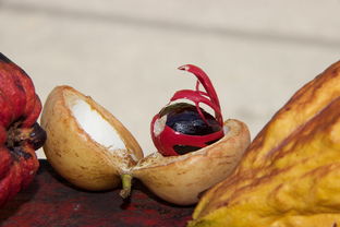 秋日美食 热带果品马斯喀特的健康之旅