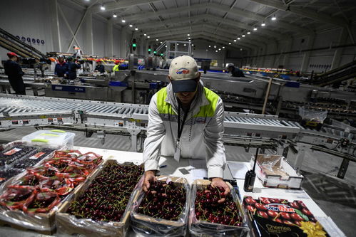 一带一路故事绘 漂洋过海的智利车厘子快线