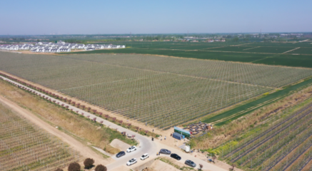 宿迁洋河新区 万亩苹果花迎春绽放，蜜蜂舞动授粉忙